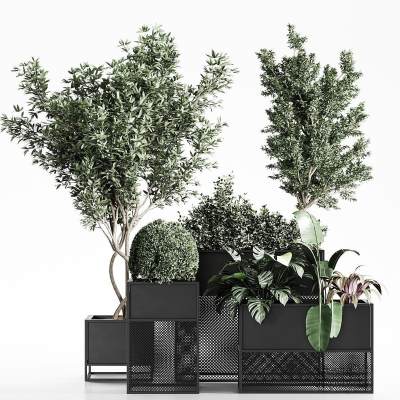 现代花箱 景观绿植 植物组合 绿植景观